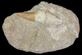Rooted Mosasaur Tooth In Rock - Nice Tooth #85640-1
